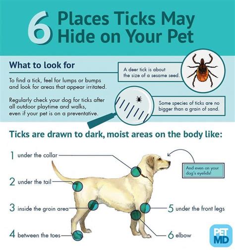 Signs and Symptoms of Lyme Disease in Dogs in 2020 | Lyme disease in ...