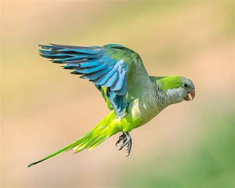 Monk Parakeet - Facts, Diet, Habitat & Pictures on Animalia.bio