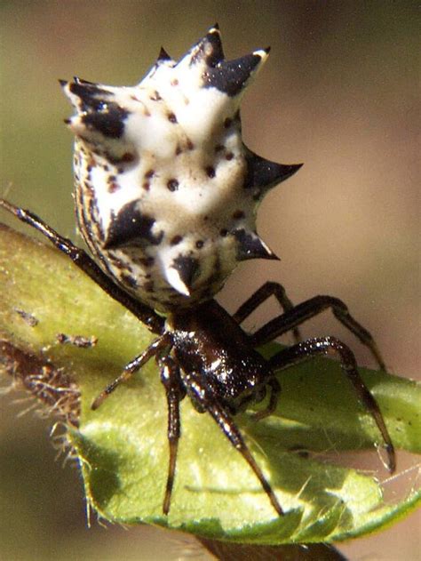 60 Pennsylvania Spiders (Venomous and Nonvenomous) - ThePetEnthusiast