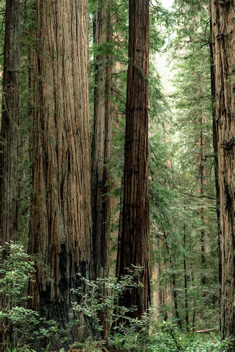 9 EPIC Hikes at REDWOOD NATIONAL PARK (+Helpful Video)