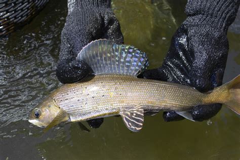 How Grayling Are Propagated Across The Centennial State - Trout Unlimited