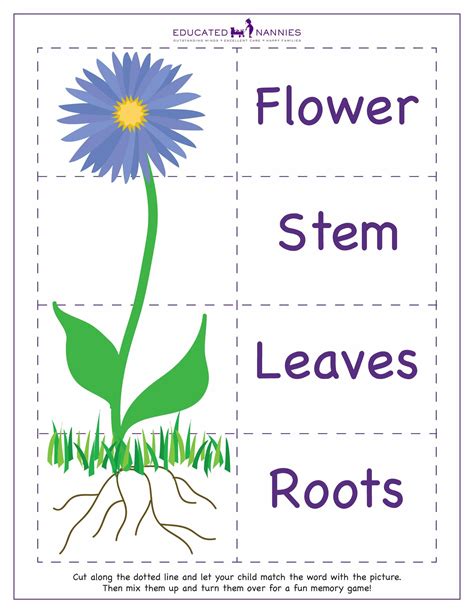 Parts Of A Flower Worksheet Kids