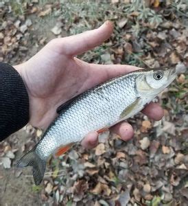 Last Common Dace caught | (Leuciscus Leuciscus) | FishFriender