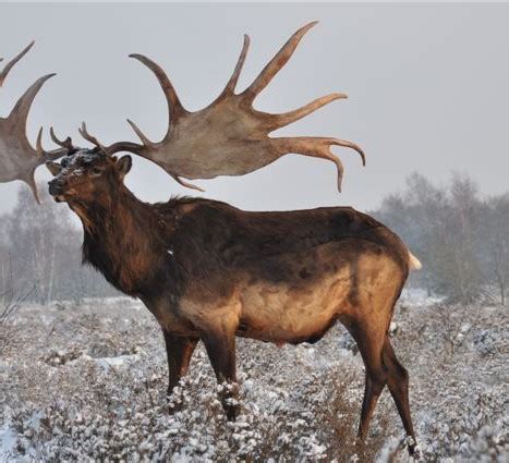 Irish Elk - Reproduction - Megaceros giganteus - Masai Gallery