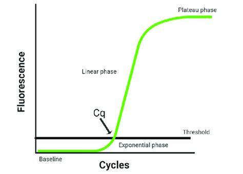 Phases Of Pcr