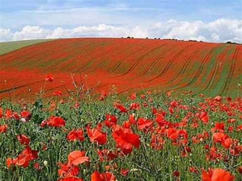 In Flanders Fields by John McCrae (May 1915) - YouTube