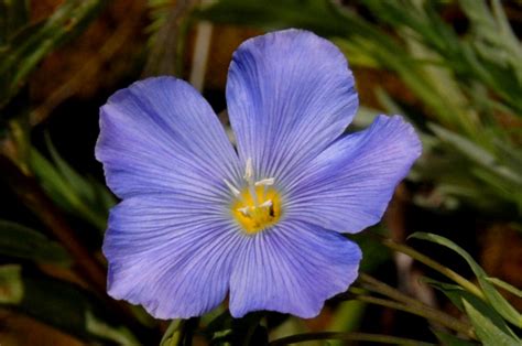 Wildflowers Found in Oregon - Blue Flax