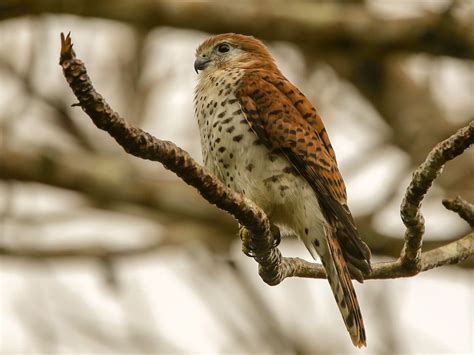 Mauritius Kestrel - eBird