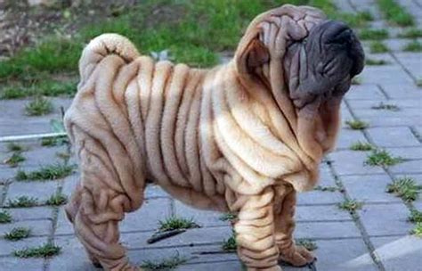 Fat Dog Breeds - Fat Dog Names Over 150 Great Names For Plump And ...