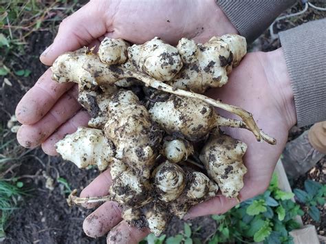 Jerusalem Artichoke Planting Tubers - Ever Wilder Farm