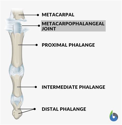 Metacarpophalangeal Joint Movement