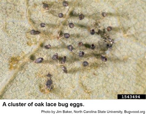 Oak Lace Bug | NC State Extension Publications