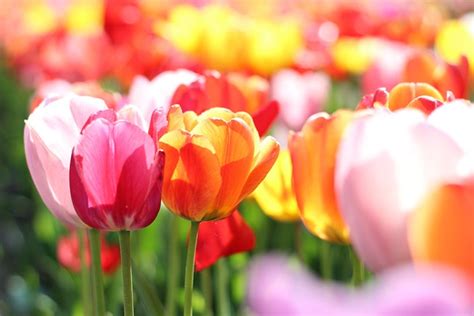 Tulipanes Vistoso Primavera - Foto gratis en Pixabay - Pixabay