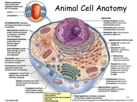 Structure Of A Cell And Functions