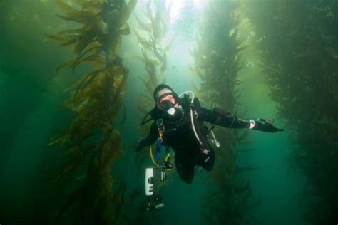 Top 3 San Diego Kelp Forests for Diving • Scuba Diver Girls