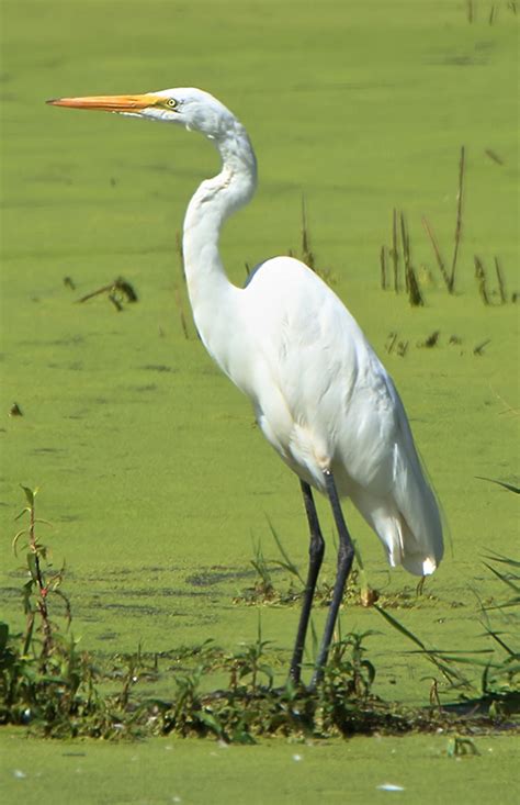 Great Egret : Minnesota Breeding Bird Atlas