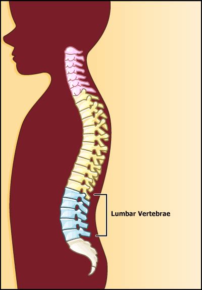 Magnetic Resonance Imaging (MRI): Lumbar Spine (for Parents) - Humana ...