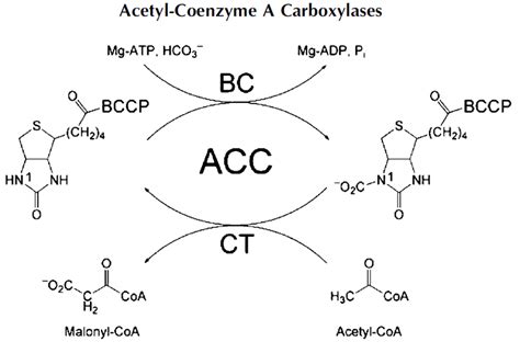 6 ): Acetyl-coenzyme-A carboxylase (ACC) role in fatty acid metabolism ...