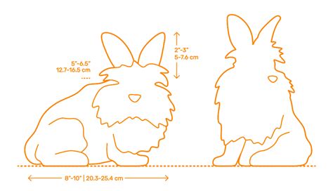 Lagomorphs | Lagomorpha Dimensions & Drawings | Dimensions.com