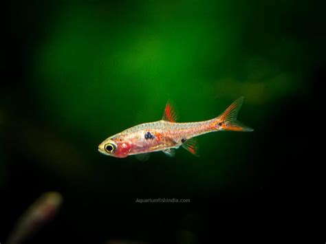 Strawberry Rasbora For Sale - Buy Chili Rasbora Online - Rasbora Tank Mates