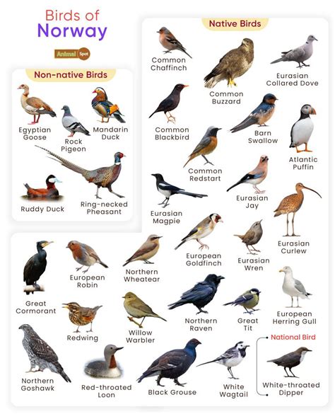 List of Birds Found in Norway with Pictures