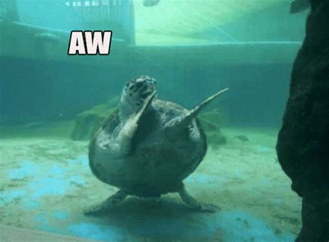 Happy Birthday Animal Excited Dancing Turtle GIF | GIFDB.com