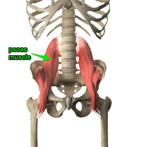 Psoas Muscles