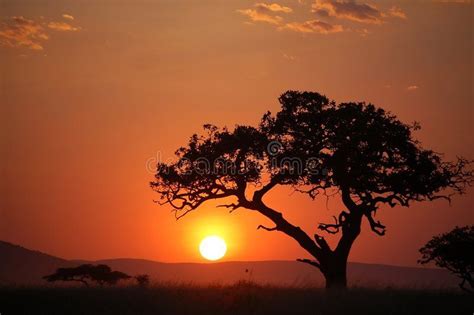 African Sunset Behind Acacia Tree