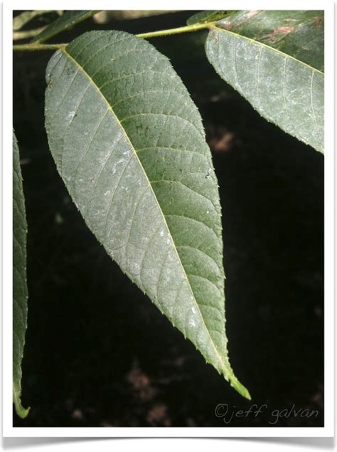 Black Walnut Tree Identification || Identifying Julans nigra