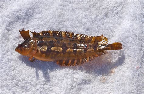 Crevice Kelpfish - Pier Fishing in California