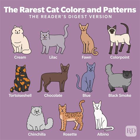 11 Rare Cat Colors and Patterns—and How Cats Inherit These Traits