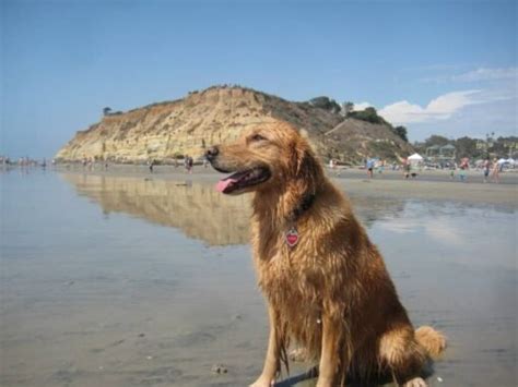 Del Mar Dog Beach - Kayak and Paddle Board Rentals