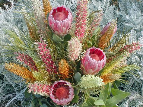 A Passion for Flowers: 5 Reasons to Love Grevillea Flowers