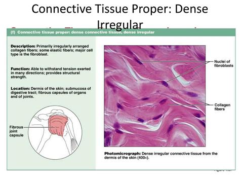 PPT - Connective Tissues PowerPoint Presentation, free download - ID ...