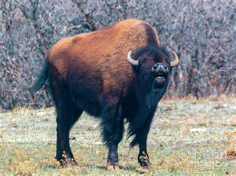 Colorado Bison Herd Photograph by Steven Krull - Fine Art America