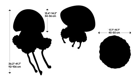 White-Spotted Jellyfish (Phyllorhiza punctata) Dimensions & Drawings ...