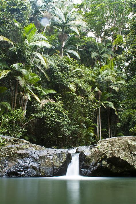 Springbrook Rainforest Photograph by Paul Robb - Fine Art America