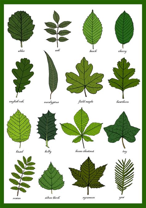 Leaves Greetings Card Leaf Identification Chart Plant Morphology Leaf ...