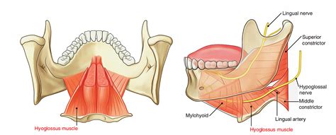 Hyoglossus muscle - Origin, Insertion, Function - Mobile Physio