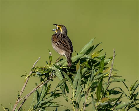 The Ever-singing Dickcissel. How does a bird get a name like… | by ...