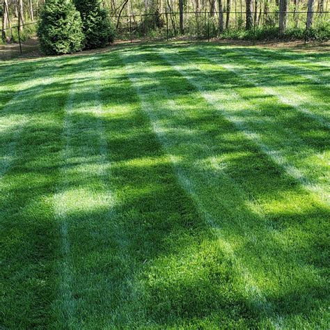 Kentucky Bluegrass Seed - Midnight Kentucky Bluegrass Lawn Seed Lawn ...