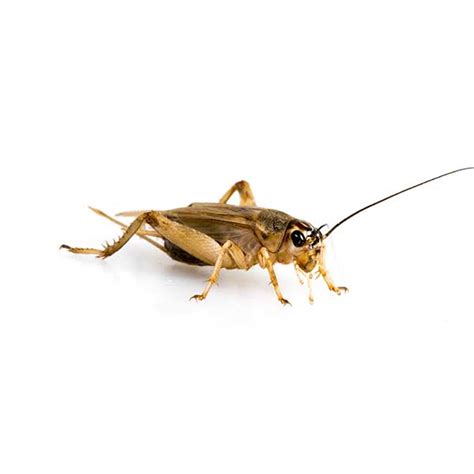 House Cricket Identification, Habitat & Behavior | Ja-Roy