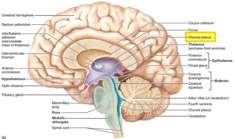 Choroid eye and choroid plexus function and choroid plexus tumors