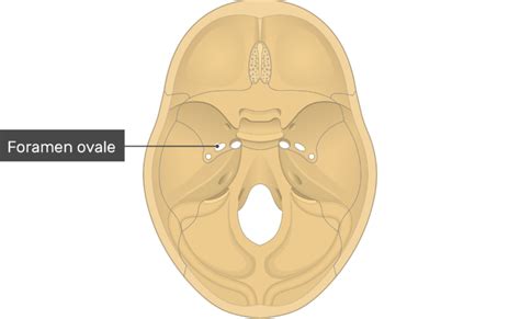 Transverse Foramen Anatomy