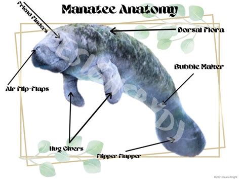 Funny Manatee Anatomy Poster | Etsy