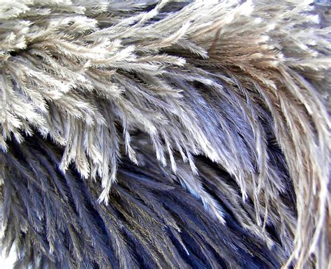 Ostrich Feathers 3 Free Photo Download | FreeImages