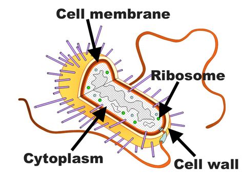 Simple Cell Wall Structure