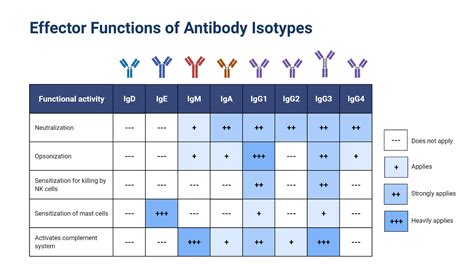 Types of Antibodies - Rapid Novor