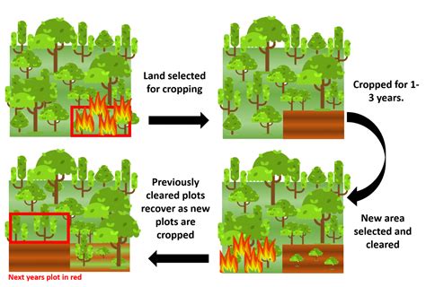 Economically viable forest restoration in shifting cultivation landscapes