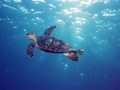 Hawksbill Sea Turtle Habitat